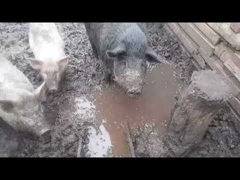 Видео: Будем возвращаться......😔