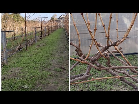 Видео: Виноград обрезан и готов к укрытию. 19.11.2020