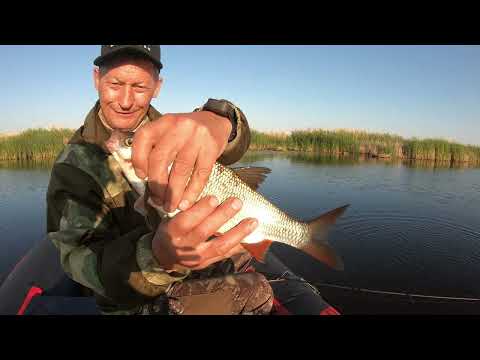 Видео: Рыбалка на Реке! Язь на Спиннинг ранним Утром!