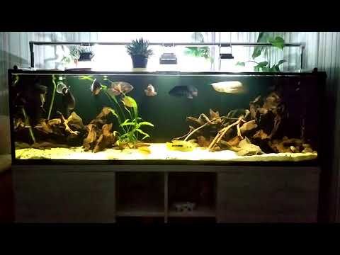 Видео: Интерактивный аквариумный туризм Сезон 4 Выпуск 6 - Хардскейпная Америка