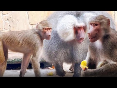 Видео: Люся осваивает язык ГАМАДРИЛОВ, показывает "документы" Елисею, а с Лидой у них недомолвки. Тайган