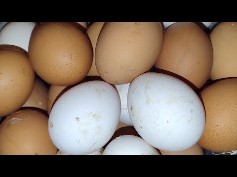 Видео: КУРЫ НЕСУТСЯ КАК МОЛОДЫЕ🔥🔥🔥НАВЕЛА ПОРЯДКИ У УТЯТОК❤️