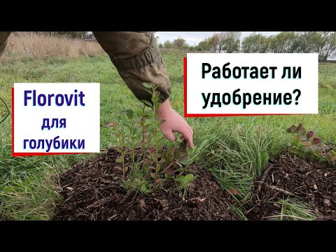 Видео: Результат удобрения голубики // Florovit для голубики