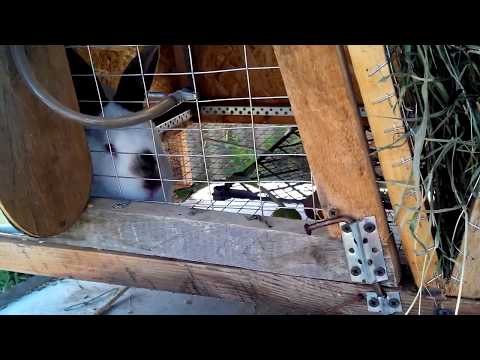Видео: поилки кроликам - как лучше установить