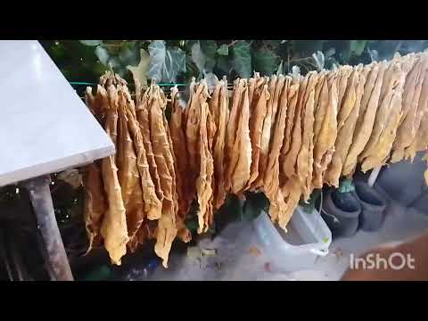 Видео: Врожай тютюну 2025 року