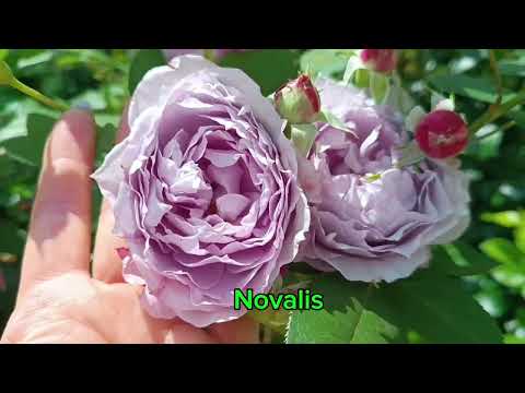 Видео: Перша хвиля цвітіння троянд 2025. Ч. 4.@Троянди Олександри