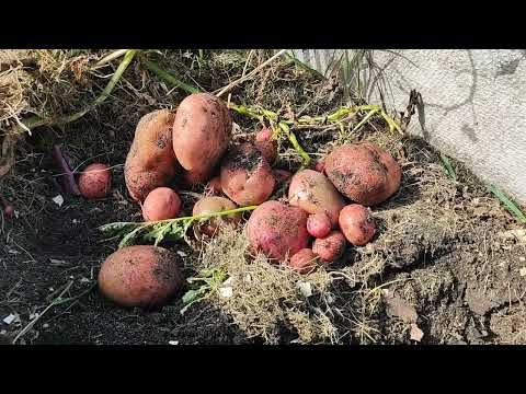 Видео: поздний сорт картофеля #дела #домашние # убираю#цыплята ....