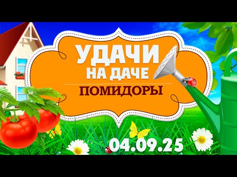 Видео: Удачи на даче. Помидоры. Как вырастить томаты? (04.09.2025)