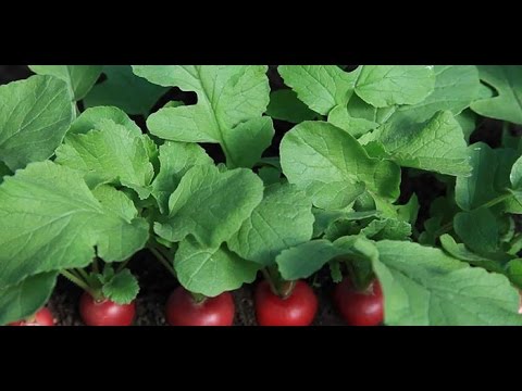 Видео: Любимые сорта редиски  в реальности + секреты выращивания !!!!
