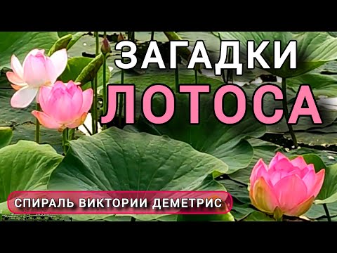 Видео: Загадочный ЛОТОС. Грязь и Жемчужина в одном