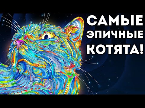 Видео: САМЫЕ ЭПИЧНЫЕ КОТЯТА!