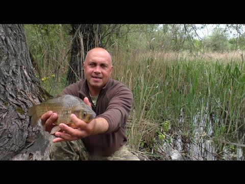 Видео: Наловили зачётного карася.