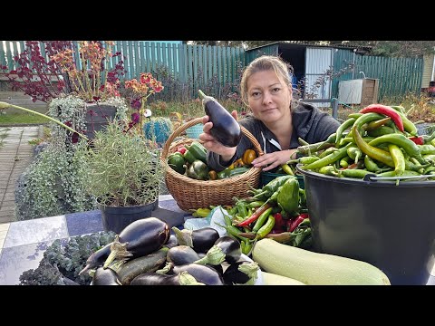 Видео: ЧТО ВЫРОСЛО В ОГОРОДЕ В ОКТЯБРЕ | ГОТОВЛЮ ГРЯДКИ |  СЕМЕЙНЫЙ ВЛОГ