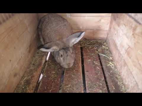 Видео: Обзор новостей по хозяйству у Серого кролика