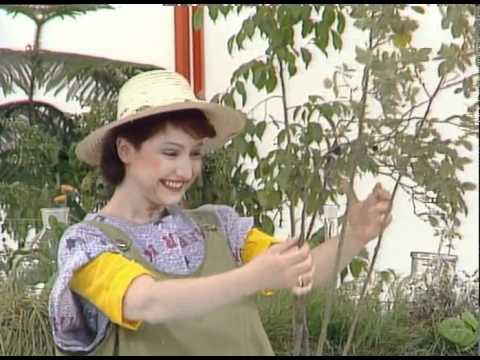 Видео: Бушава азбука - Ш