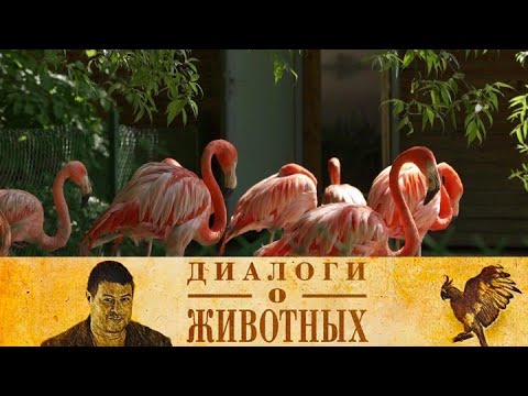 Видео: Новосибирский зоопарк. 11-я серия // Диалоги о животных @SMOTRIM_KULTURA