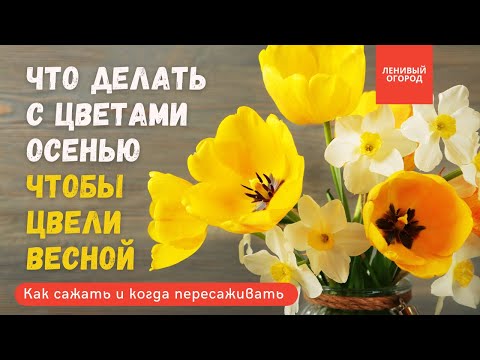 Видео: Пионы, тюльпаны и нарциссы осенью | Посадка луковичных цветов | Как обрезать пионы + пересадка, уход