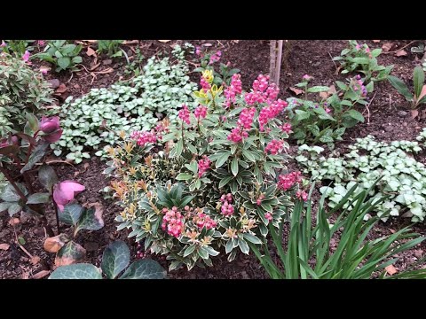 Видео: Прогулка по саду.🌿Цветут морозники, тюльпаны, нарциссы…🌿Новые растения.