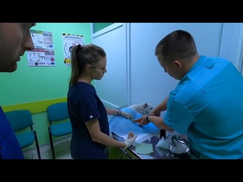 Видео: Как открыть ветеринарную клинику? VetExpert. Полтава. #ветеринарполтава