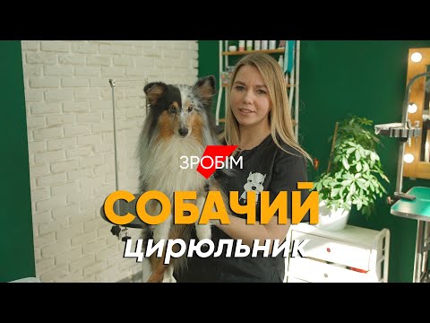 Видео: Бросила работу в IT, чтобы стричь собак #монолог грумера