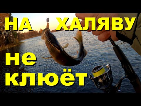 Видео: Рыбалка на ОКУНЯ за 1,5 часа. Смогу ли кого-то поймать?