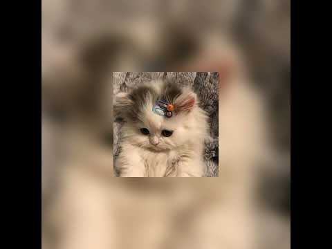 Видео: прованс speed up