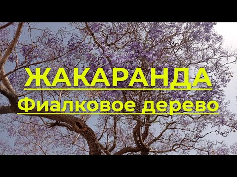 Видео: Жакаранда, фиалковое дерево. Родина жакаранды