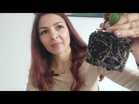 Видео: Почему антуриум не цветёт? Как заставить Антуриум цвести?