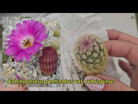 Видео: Распаковка суккулентов №29 от Дмитрия