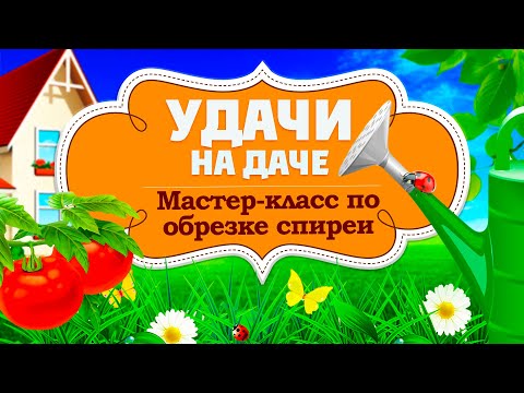 Видео: Удачи на даче.Правильная обрезка спиреи серой (30.10.2025)