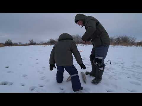 Видео: Ловля щуки на жерлицы. Неприлично много для глухозимья в феврале.