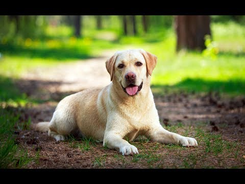 Видео: Хочу собаку. Лабрадор ретривер | Телеканал "Мама"
