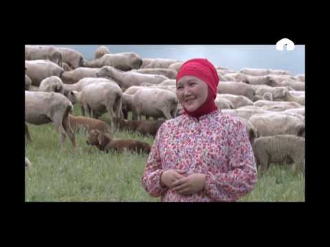 Видео: Агро Чарба: "Ак койдун артыкчылыгы жана аны көбөйтүүнүн жолдору"