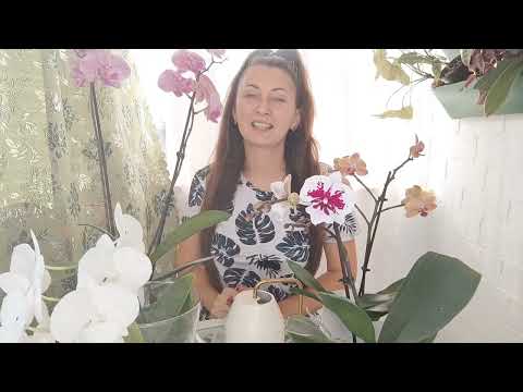 Видео: Просто ПОСТАВЬ в ЭТО ОРХИДЕЮ и ЦВЕТЕНИЕ Будет БЕСКОНЕЧНЫМ КОРНИ ЖИРНЫМИ