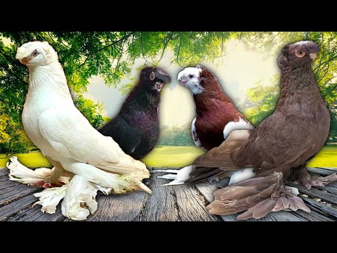 Видео: Актуальные Голуби на Рынке!