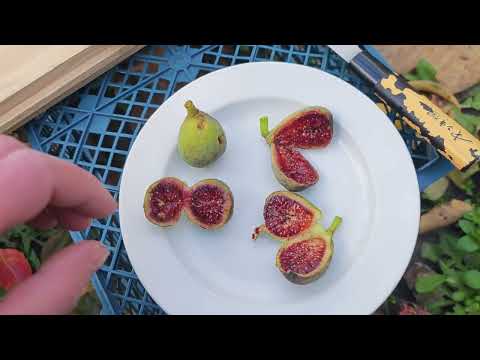 Видео: Инжир Ponte Tresa, Albacor Comuna