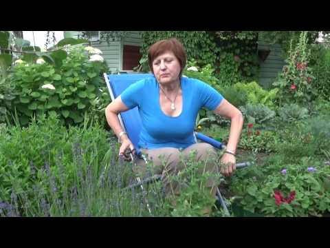 Видео: Садовые пряные травы цвета небес