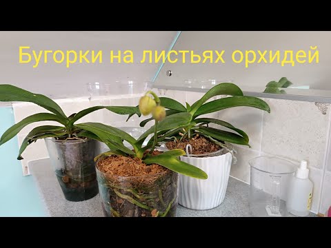 Видео: Профилактический полив орхидей фунгицидом🌿