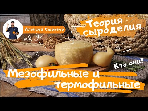 Видео: Мезофильные и термофильные.  Кто они?