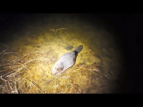 Видео: ОХОТА С ПОДХОДА НОЧЬЮ НА ЗВЕРЯ. ДОБЫЧА КРУПНЫХ БОБРОВ. ПРОДОЛЖЕНИЕ ОХОТЫ С ПРИБОРАМИ SFH VARG H50RL