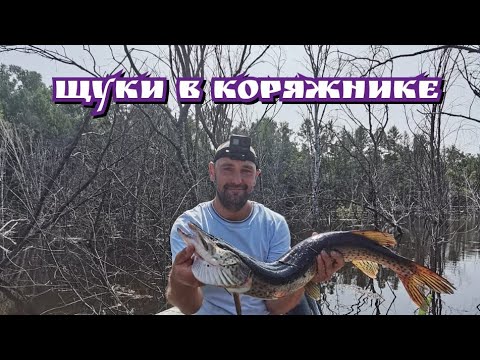 Видео: Ловля щуки в коряжнике. Рыбалка на Нижнебурейском водохранилище.
