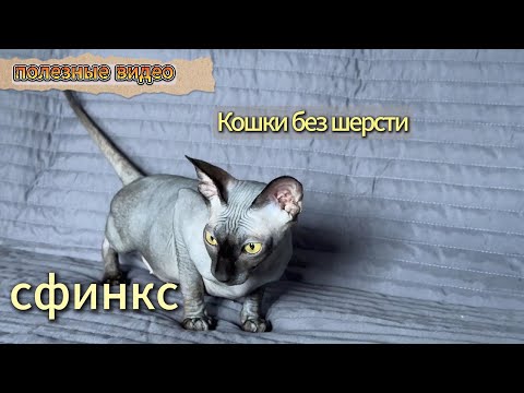 Видео: Сфинкс