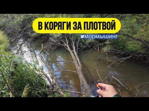 Видео: #мормышинг | Осенняя микро-речка | За белью через дебри |