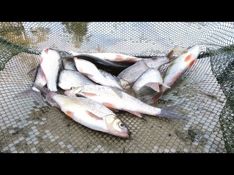 Видео: ПРИЕХАЛ ЩУКУ ПОТАСКАТЬ, А ПОПАЛ НА МОХТИКА ЛЮБИМОГО)))! НА РЫБАЛКЕ 100% ЛУЧШЕ ЧЕМ НА ДИВАНЕ)))!