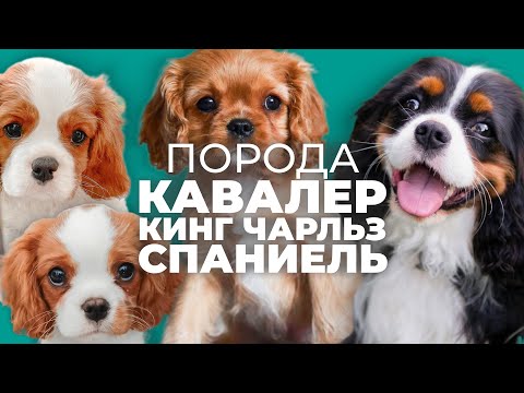 Видео: Все о породе КАВАЛЕР КИНГ ЧАРЛЬЗ СПАНИЕЛЬ 🐾 Плюсы и минусы, дрессировка, воспитание, отзывы история📚