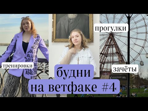 Видео: будни на ветфаке #4 | зачёты, праздники, тренировки и прогулки