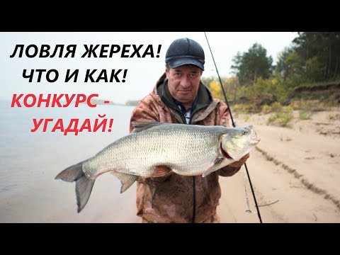 Видео: 40. Ловля жереха. Что и как - 1ч.   КОНКУРС- УГАДАЙ ВЕС ЖЕРЕХА!