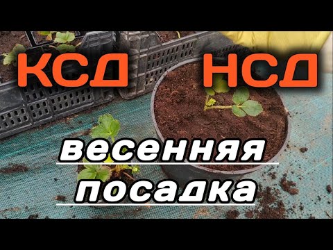 Видео: 🍓 Клубника🍓 НСД и КСД. Весенняя посадка или как получить ягоду при посадке клубники весной.