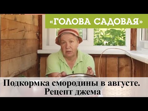 Видео: Голова садовая - Подкормка смородины в августе. Рецепт джема