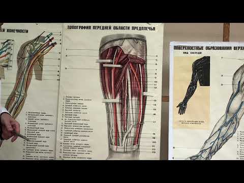Видео: Локоть и предплечье